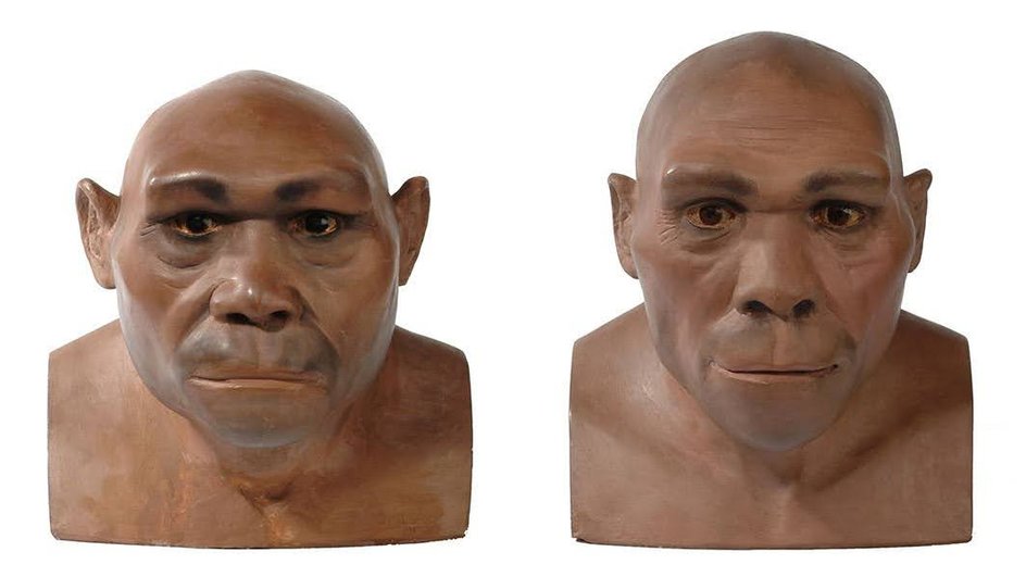 Человек прямоходящий (Homo erectus) ― этап в антропогенезе Человек прямоходящий (Homo erectus) ― этап в антропогенезе