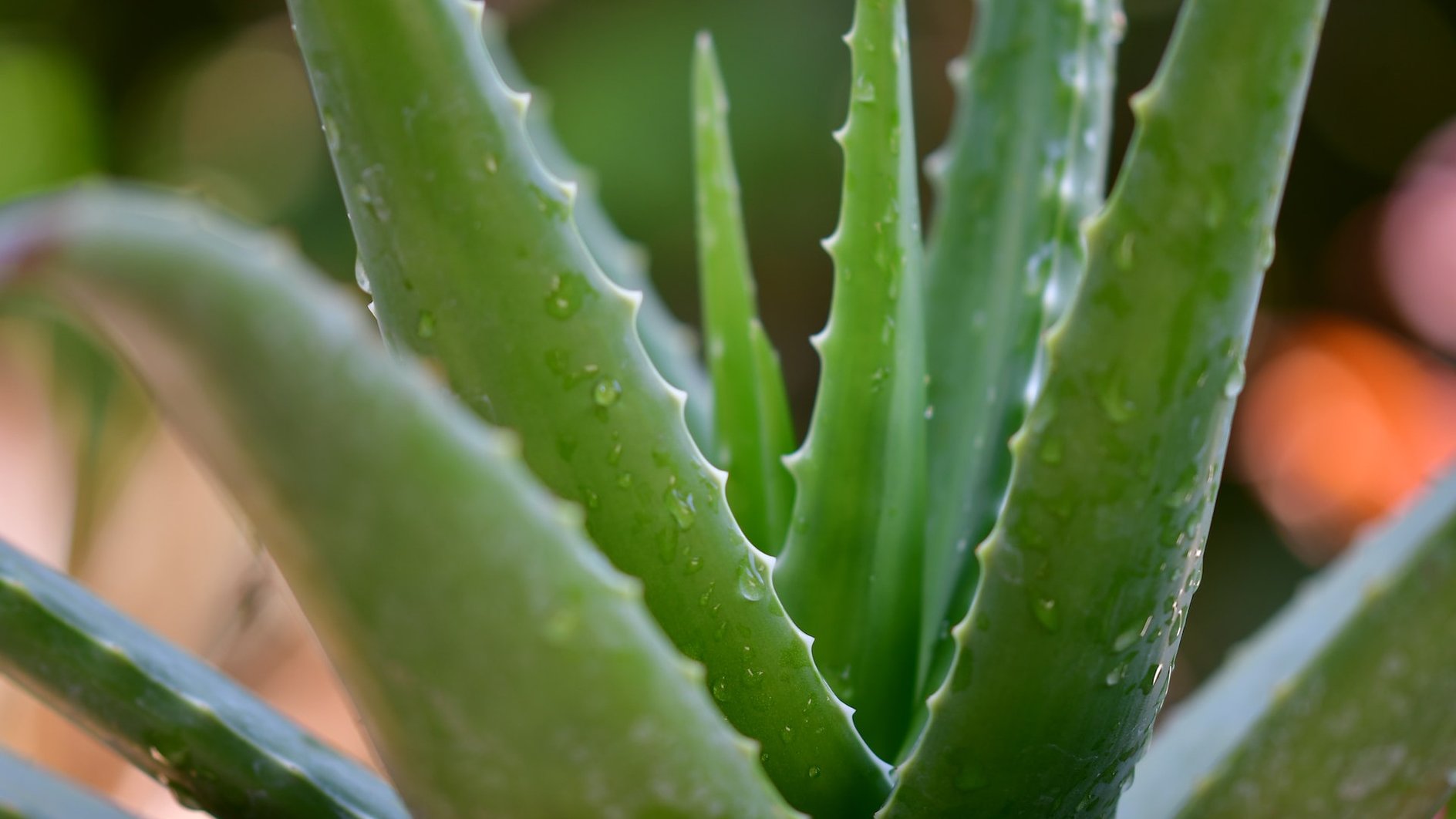 aloe