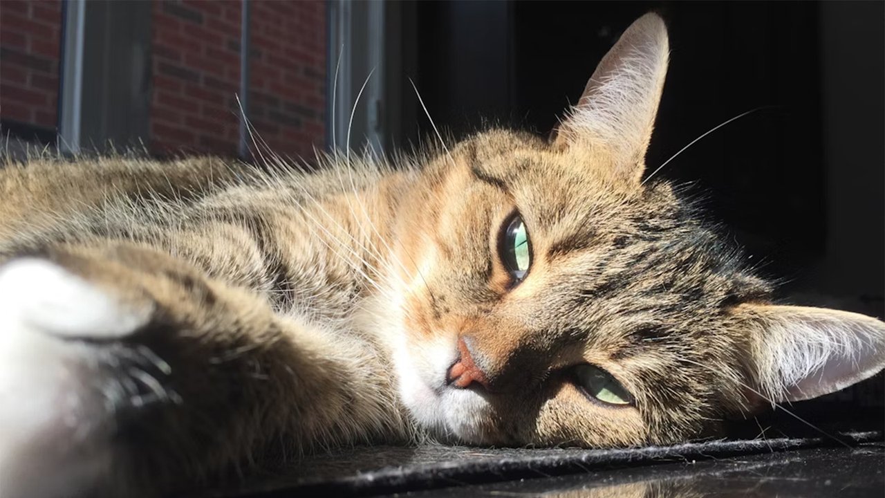 Кошка греется на солнце Кошка греется на солнце