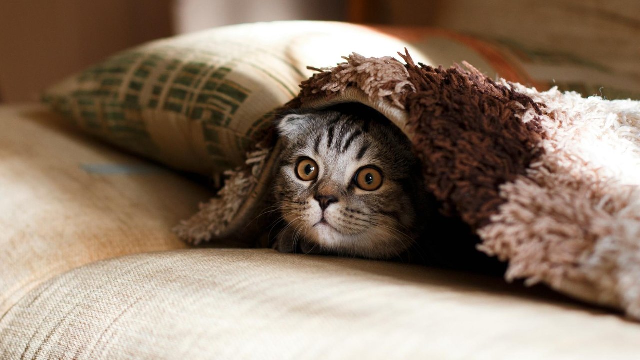 Кошка наблюдает за хозяином из-под пледа на постели Кошка наблюдает за хозяином из-под пледа на постели