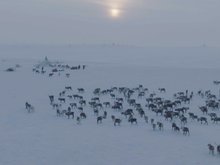 Кадр из Голоса Арктики