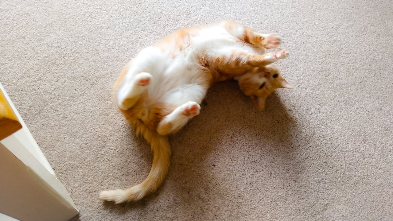 Кошка на полу