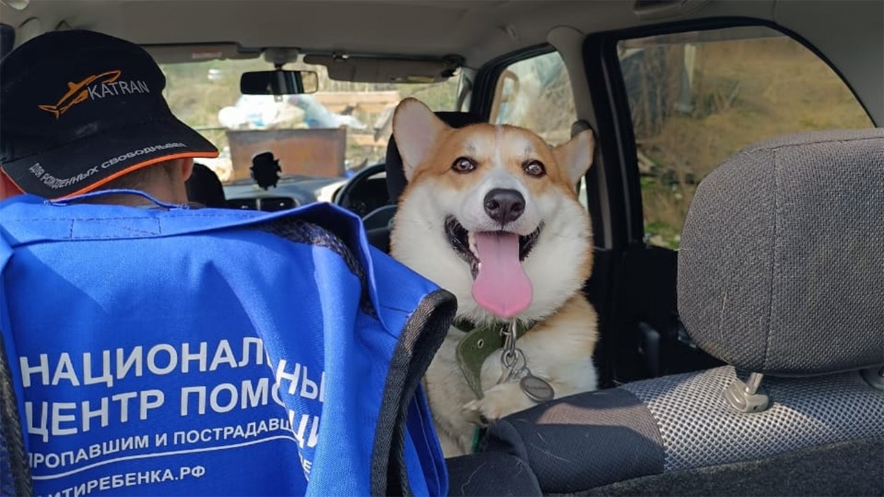 Корги сидит в машине