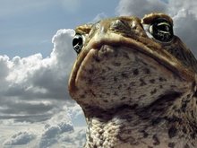 Кадр из Тростниковые жабы: Оккупация