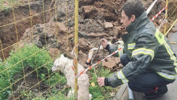 В Кашире спасли собаку из глубокой траншеи с водой