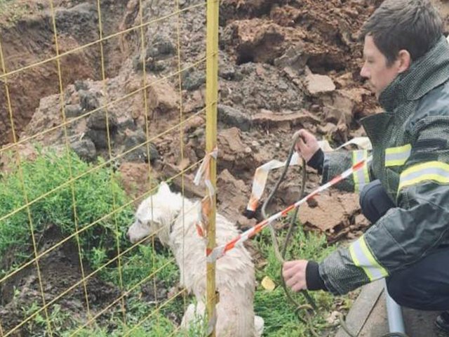 В Кашире спасли собаку из глубокой траншеи с водой