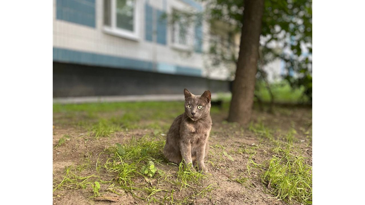 В Санкт-Петербурге семья отказалась от кошки-москвички - Питомцы Mail.ru