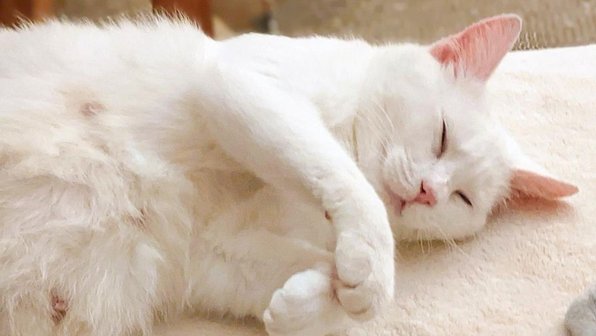Беременная кошка привела котят к людям, которые ей помогали