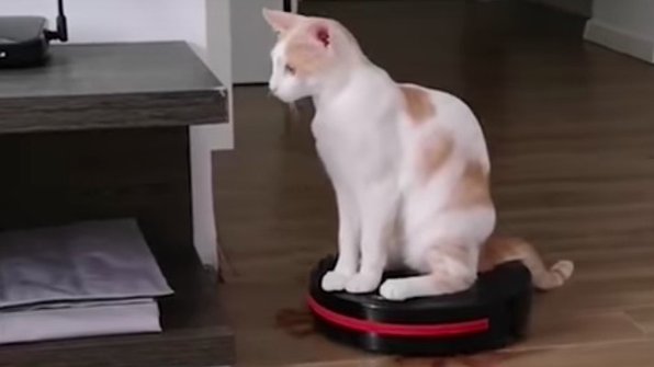 Видео дня: кот катается на роботе-пылесосе