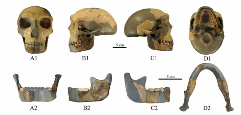 Череп и челюсти HLD 6. Фото: Wu et al., Journal of Human Evolution, 2023