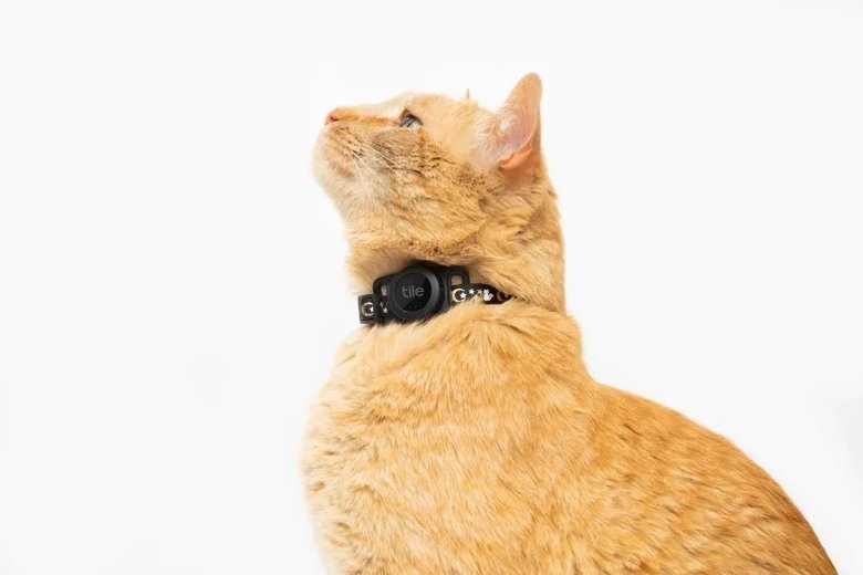 Адаптер и трекер Tile for Cats на коте. Фото: Tile, Life360