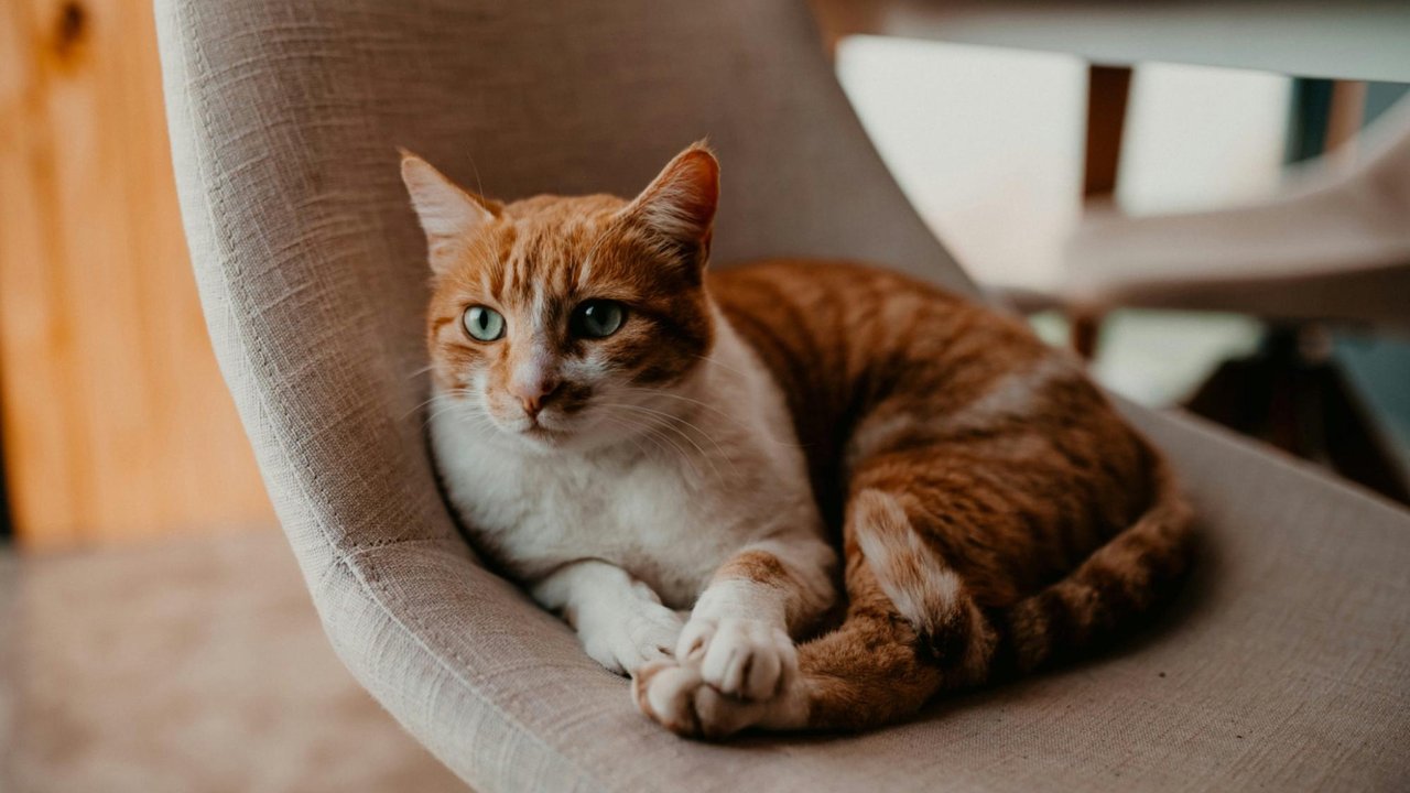 Кошка на стуле Кошка на стуле