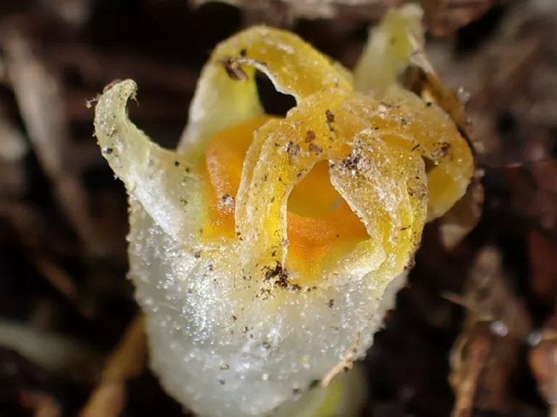 Вновь открытое растение Thismia kobensis с восковым полупрозрачным цветком, вырастающим из лесной подстилки. Источник: Kobe University