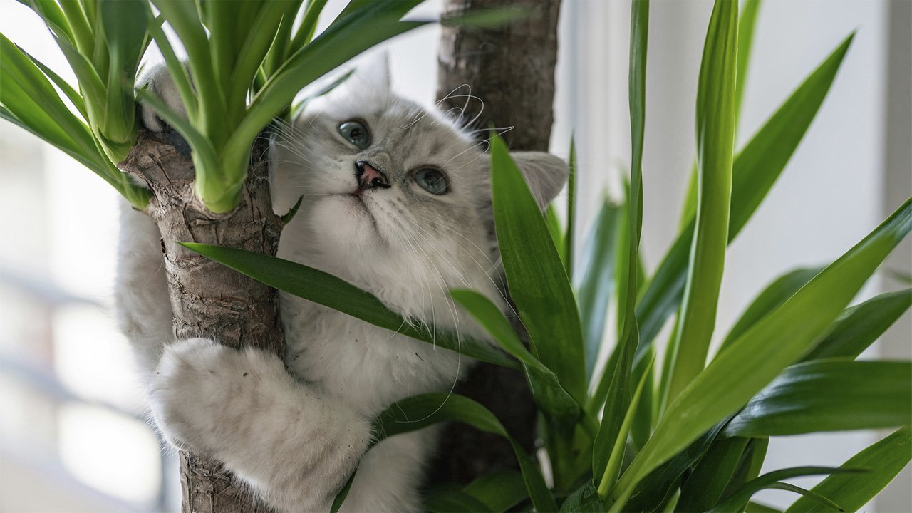 Кот лазит по дереву