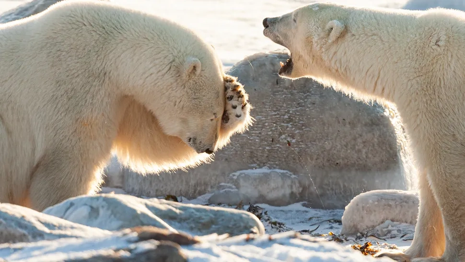 Белые медведи ведут увлекательную беседу