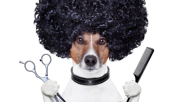 Груминг для собак стоит недешево. Как подстричь собаку в домашних условиях?