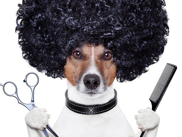 Груминг для собак стоит недешево. Как подстричь собаку в домашних условиях?