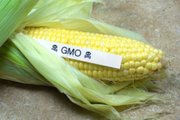 Что ГМО делает с вашим организмом? Разбираем 5 мифов