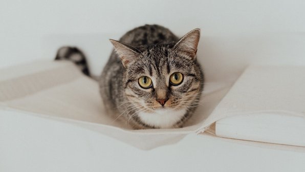 Как стерилизация влияет на организм кошки