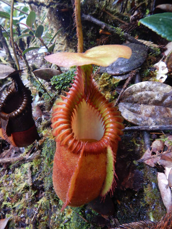 Nepenthes