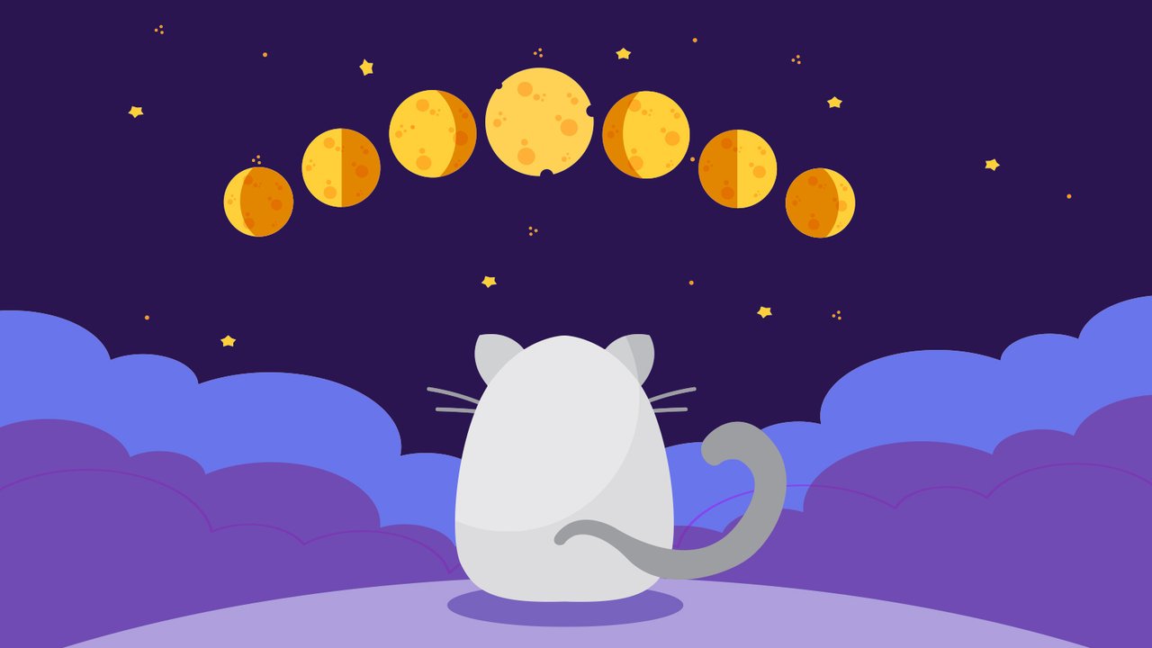 Кошка смотрит на Луну