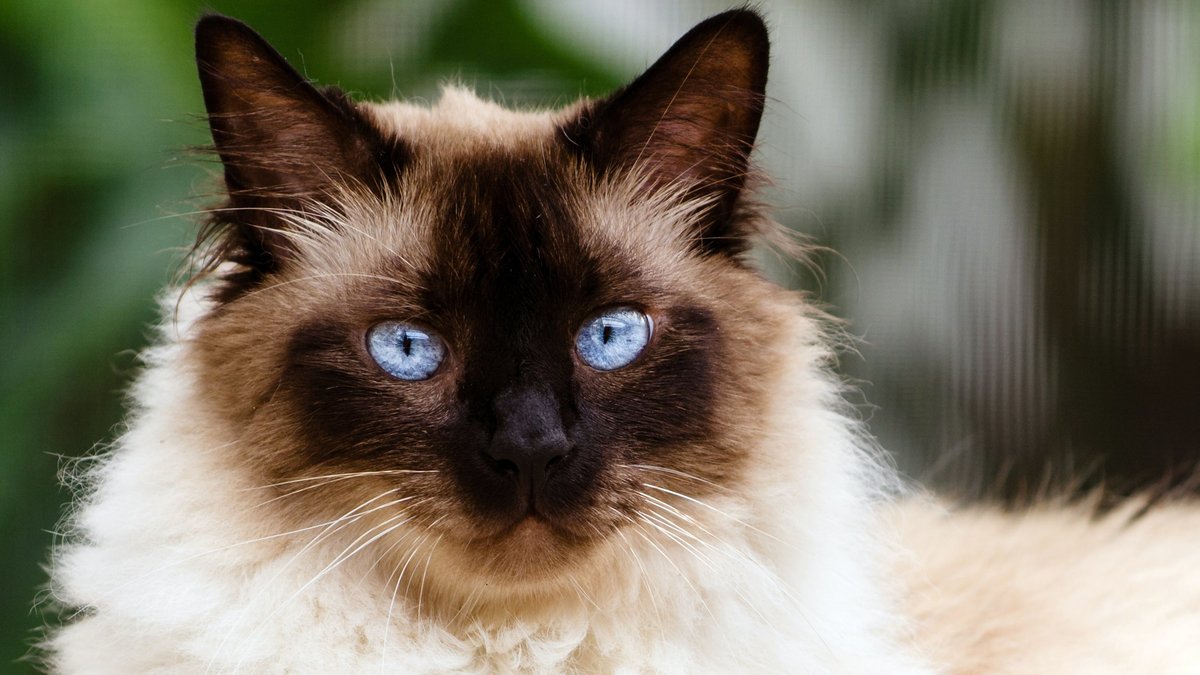 Балинезийская кошка.