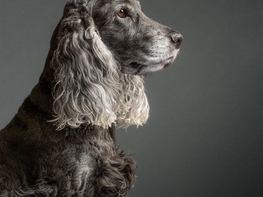 Pets.mail.ru Pets.mail.ru