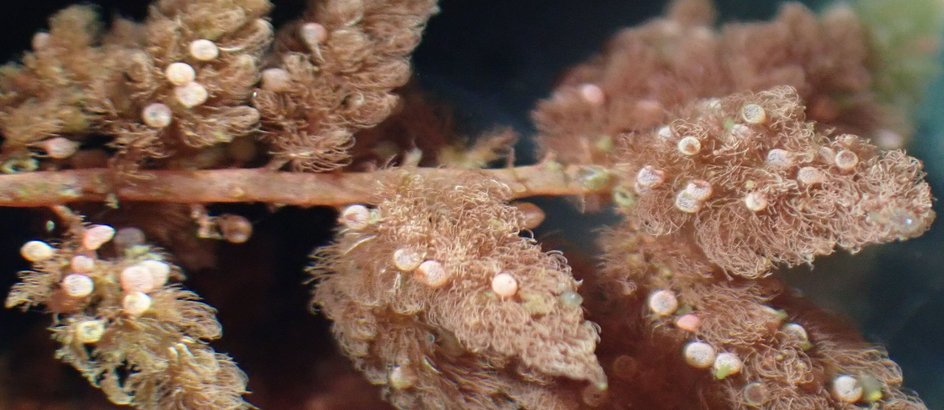 белесые участки на водорослях белесые участки на водорослях