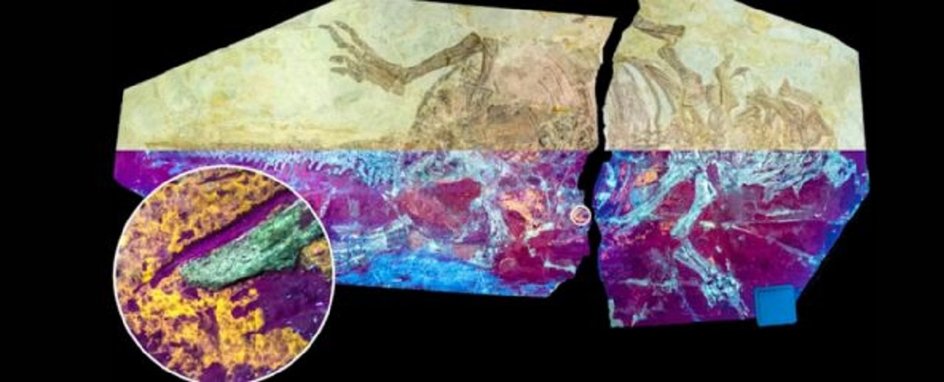 Изученный пситтакозавр в естественном (верхняя половина) и ультрафиолетовом свете (нижняя половина).