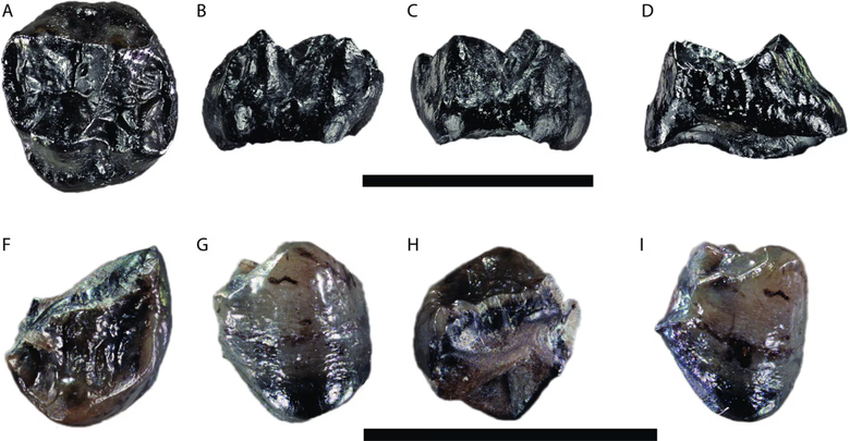 Buronius manfredschmidi