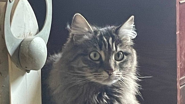 Кошка по имени Кактус Кошка по имени Кактус