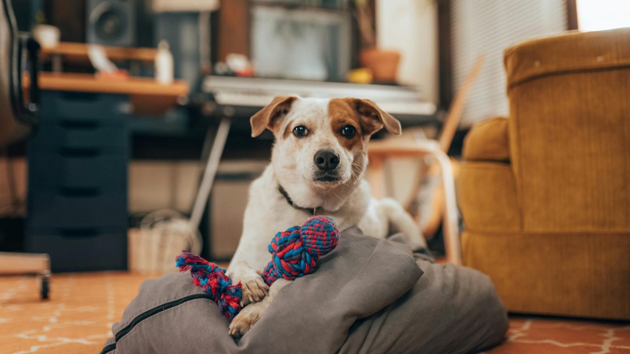 Собака принесла игрушку и лежит с ней на подушке Собака принесла игрушку и лежит с ней на подушке