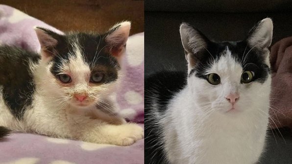 Почти не узнать: 20 фотографий кошек до и после спасения