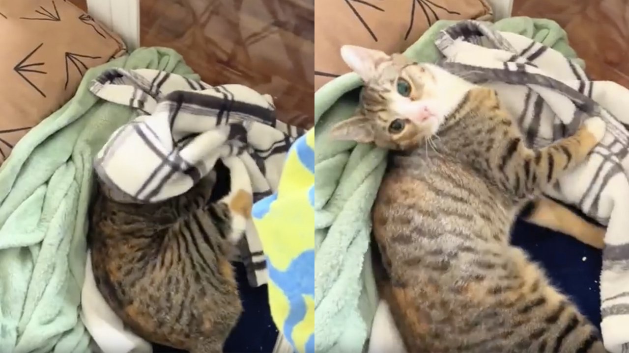 Утро с особенной кошкой