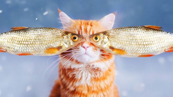 Кот по имени Котлета — самая послушная фотомодель в мире