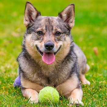 Шведский вальхунд - описание породы собак: характер, особенности поведения,  размер, отзывы и фото - Питомцы Mail.ru