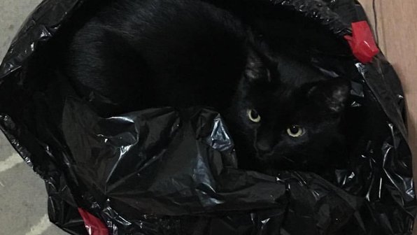 10 кошек, которые думают, что хорошо спрятались (да)