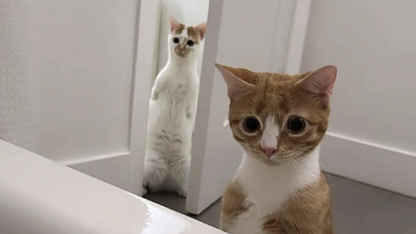 Котята пришли к людям стоя на задних лапах и попросили помощи