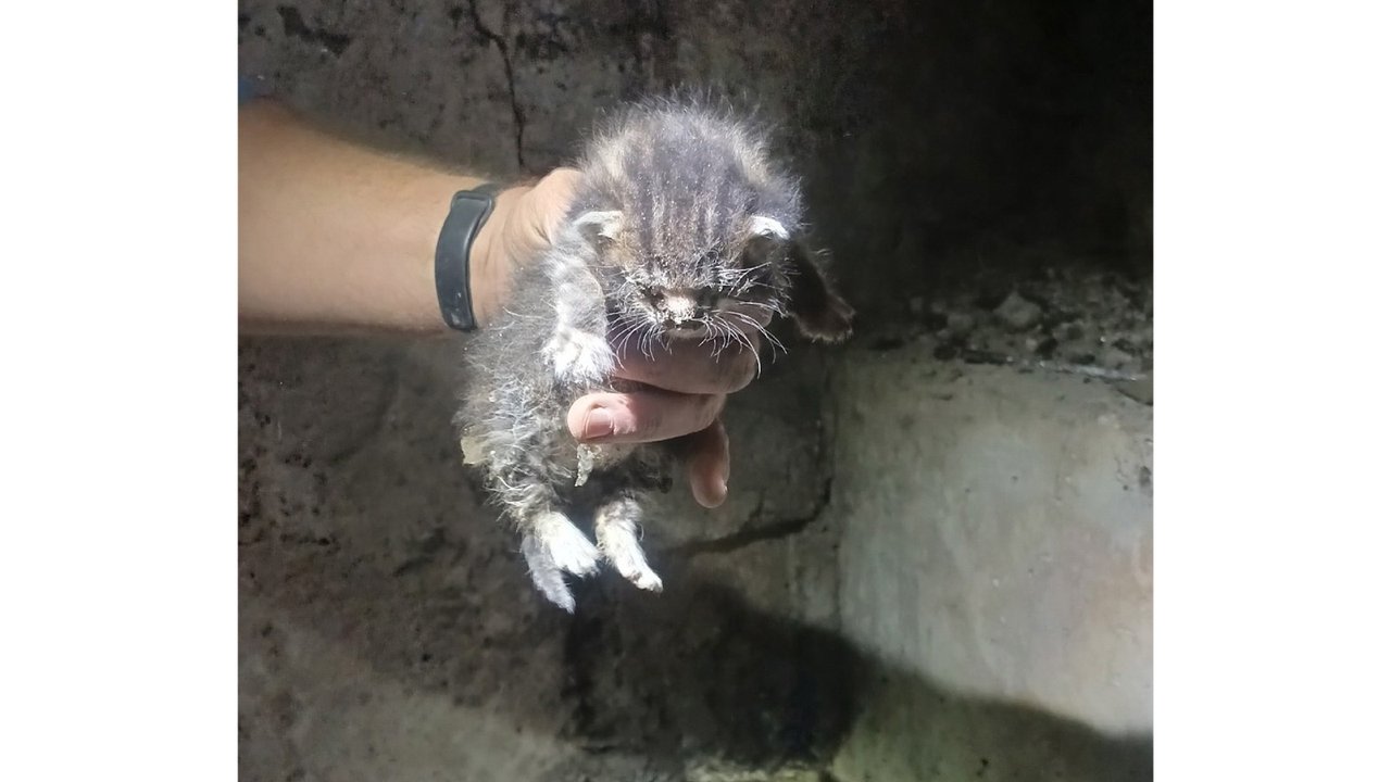 В Питере спасли котенка, сутки плакавшего в «каменном мешке»