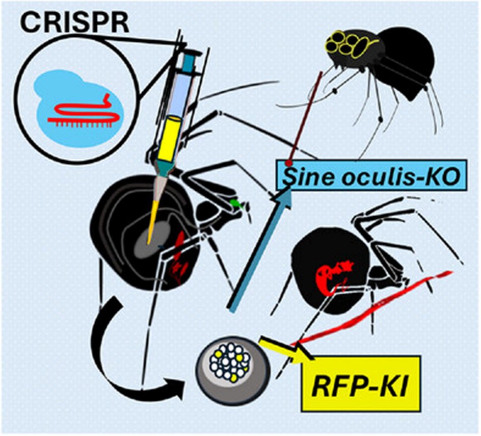 CRISPR CRISPR
