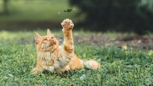 В Селе спасли кота, прилипшего животом к ели на три дня