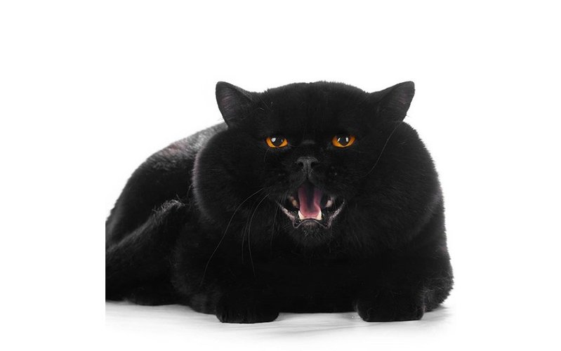 Черная британская кошка