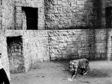 Кадр из Эшнапурский тигр