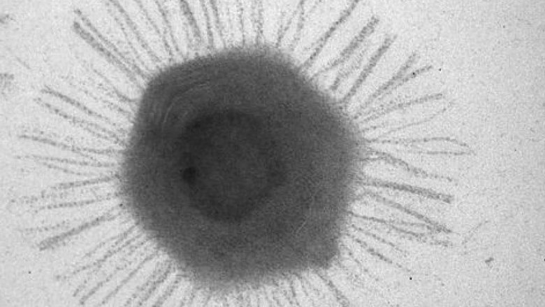 Вирус является бактериофагом, что означает «пожиратель бактерий». Он выживает, заражая и размножаясь внутри глубоководных бактерий. Фото: dailymail.co.uk