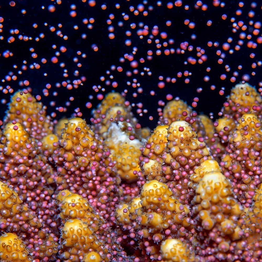 лучшие фото подводных существ