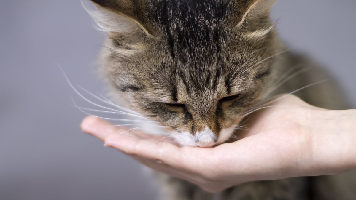 Как часто и сколько нужно кормить кошку? - Питомцы Mail.ru