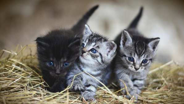 Все, что вам нужно знать о котенке