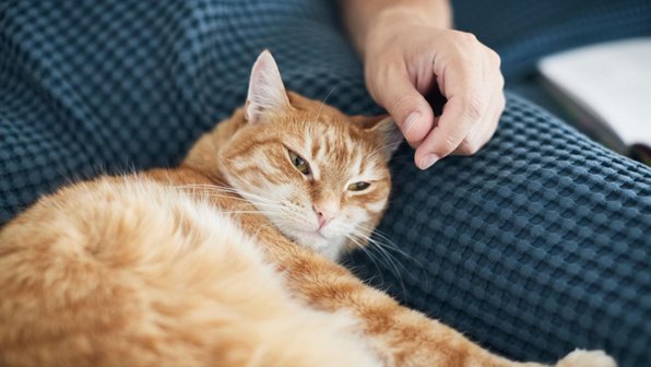 Понимает ли кошка, когда ее хозяин болен