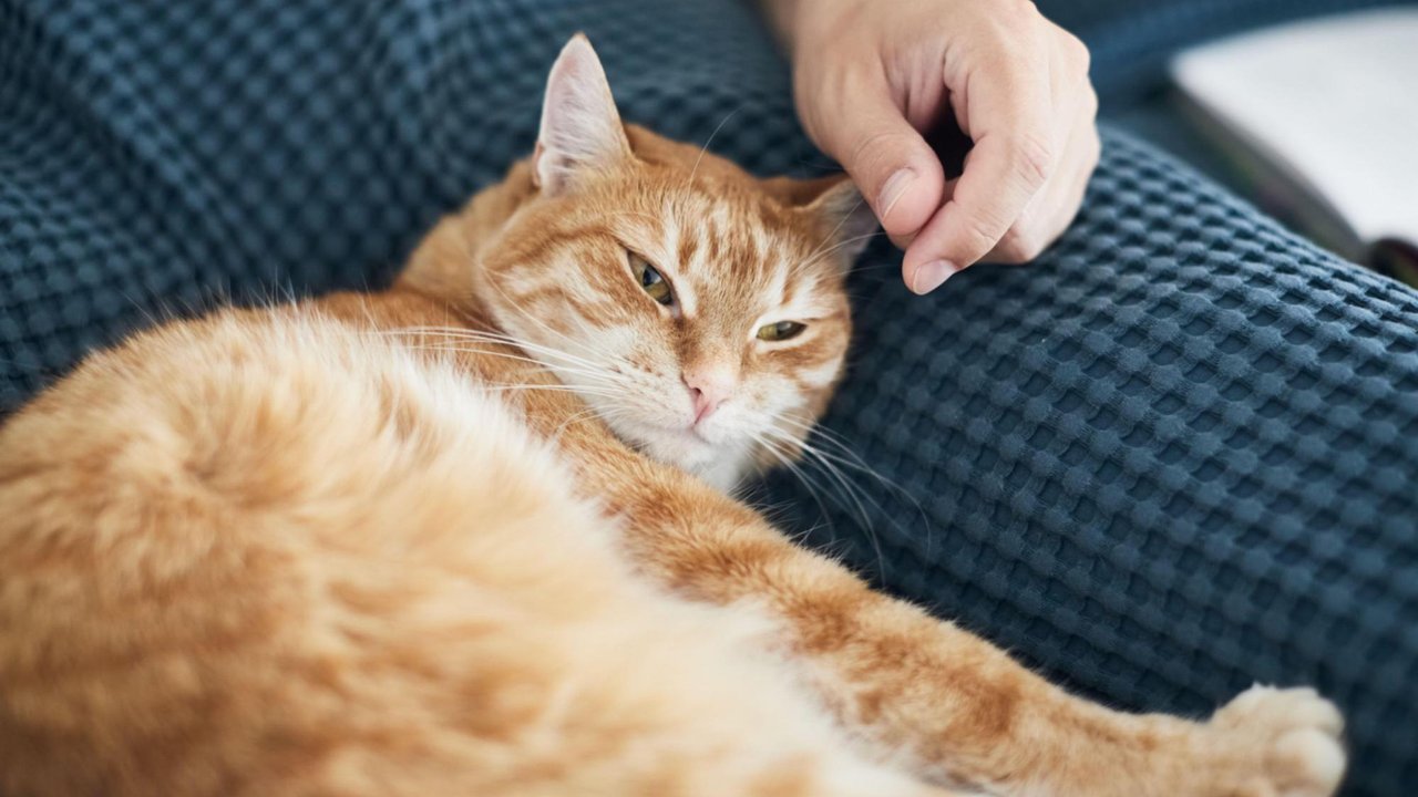 Кошка Кошка