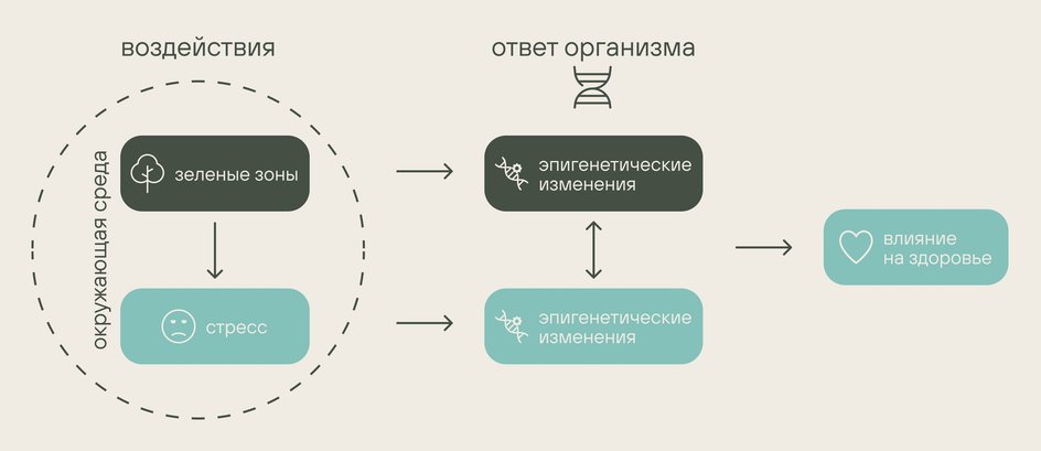 Концептуальная модель HEGS Концептуальная модель HEGS